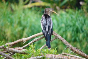 Anhinga, Tarcoles River - ©Tarcoles Birding Tours