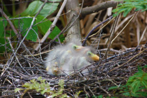 Green Heron Chicks, Tarcoles River - ©Tarcoles Birding Tours