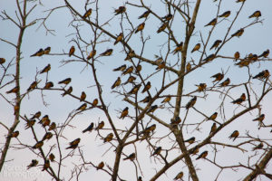 Barn Swallows, Tarcoles River - ©Tarcoles Birding Tours