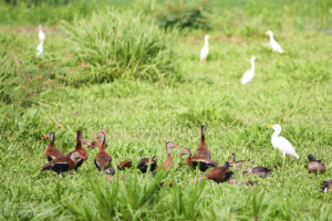 Black-bellied Whistling-Ducks, Tarcoles River - ©Tarcoles Birding Tours