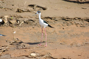 Black-necked Stilt, Tarcoles River - ©Tarcoles Birding Tours