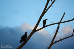 Black Vulture & Crested Caracara, Tarcoles River - ©Tarcoles Birding Tours