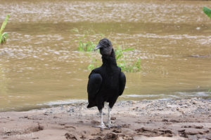 Black Vulture, Tarcoles River - ©Tarcoles Birding Tours