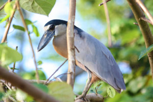 Boat-billed Heron, Tarcoles River - ©Tarcoles Birding Tours