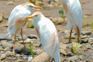 Cattle Egrets, Tarcoles River - Photo: Thaddius Bedford