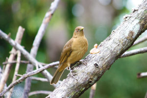 Clay-colored Robin, Tarcoles - ©Tarcoles Birding Tours