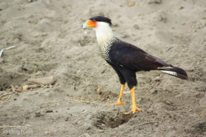 Crested Caracara, Tarcoles River - ©Tarcoles Birding Tours