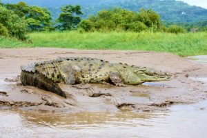 American Crocodile, Tarcoles River - ©Tarcoles Birding Tours