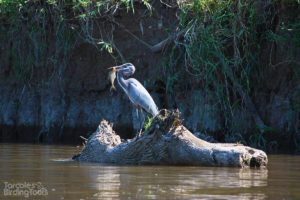 Great Blue Heron, Tarcoles River - ©Tarcoles Birding Tours