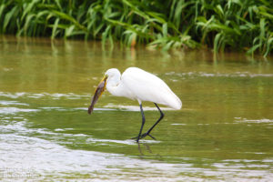 Great Egret, Tarcoles River - ©Tarcoles Birding Tours