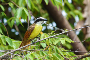 Great Kiskadee, Tarcoles River - ©Tarcoles Birding Tours