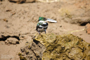Green Kingfisher, Tarcoles River - ©Tarcoles Birding Tours