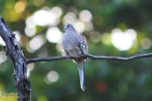 Inca Dove, Tarcoles - ©Tarcoles Birding Tours