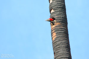 Lineated Woodpecker, Tarcoles - ©Tarcoles Birding Tours