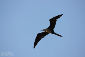 Magnificent Frigatebird, Tarcoles River - ©Tarcoles Birding Tours