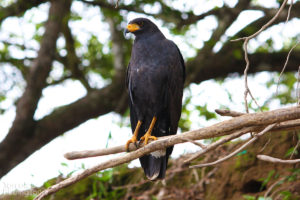 Mangrove Black Hawk, Tarcoles River - ©Tarcoles Birding Tours