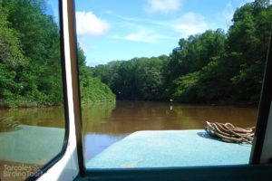 Mangrove Forest Estuary, Tarcoles River - ©Tarcoles Birding Tours