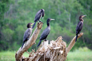 Neotropical Cormorants, Tarcoles River - ©Tarcoles Birding Tours