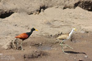 Northern Jacanas, Tarcoles River - ©Tarcoles Birding Tours