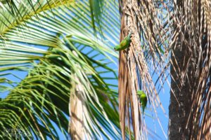 Orange-chinned Parakeets, Tarcoles - ©Tarcoles Birding Tours