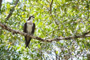 Osprey, Tarcoles River - ©Tarcoles Birding Tours