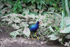 Purple Gallinule, Tarcoles River - ©Tarcoles Birding Tours