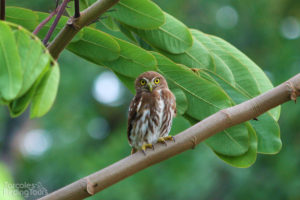 Pygmy Owl, Tarcoles - ©Tarcoles Birding Tours