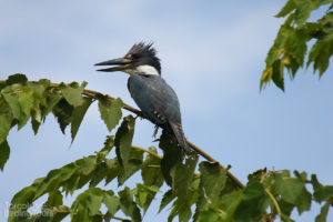 Ringed Kingfisher, Tarcoles River - ©Tarcoles Birding Tours