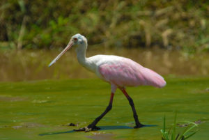 Roseate Spoonbill, Tarcoles River - Photo: Thaddius Bedford