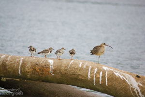 Ruddy Turnstones & Whimbrel, Tarcoles River - ©Tarcoles Birding Tours