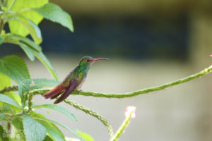 Rufous-tailed Hummingbird, Tarcoles - ©Tarcoles Birding Tours