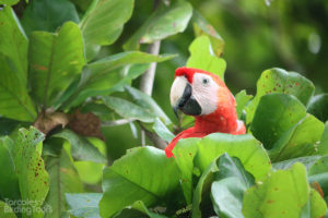 Scarlet Macaw, Tarcoles - ©Tarcoles Birding Tours