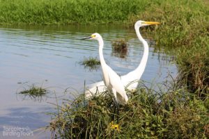 Snowy Egret & Great Egret, Tarcoles River - ©Tarcoles Birding Tours