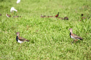 Southern Lapwings, Tarcoles River - ©Tarcoles Birding Tours