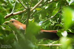 Squirrel Cuckoo, Tarcoles - ©Tarcoles Birding Tours