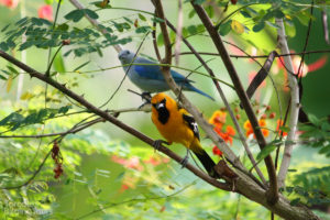 Streak-backed Oriole & Blue-gray Tanager, Tarcoles - ©Tarcoles Birding Tours