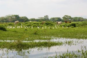 Tarcoles River Egrets & Cows, Tarcoles River - ©Tarcoles Birding Tours