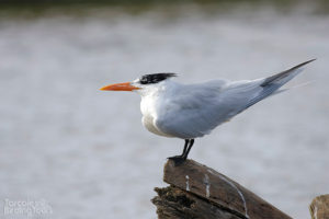 Tern, Tarcoles River - ©Tarcoles Birding Tours