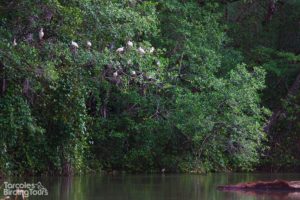 White Ibis in the Mangrove Forest, Tarcoles River - ©Tarcoles Birding Tours