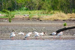 White Ibis, Tarcoles River - ©Tarcoles Birding Tours