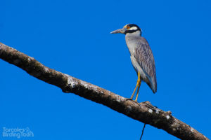 Yellow-crowned Night Heron, Tarcoles River - ©Tarcoles Birding Tours