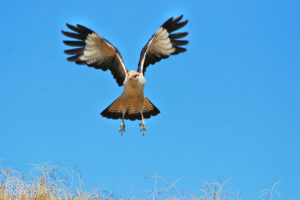 Yellow-headed Caracara, Tarcoles River - ©Tarcoles Birding Tours