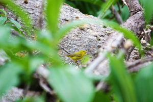 Yellow Warbler, Tarcoles - ©Tarcoles Birding Tours