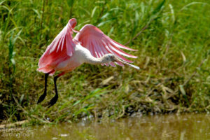 Roseate Spoonbill, Tarcoles River - Photo: Thaddius Bedford